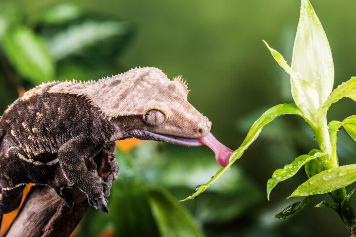 Can you put anything in with a crested gecko?