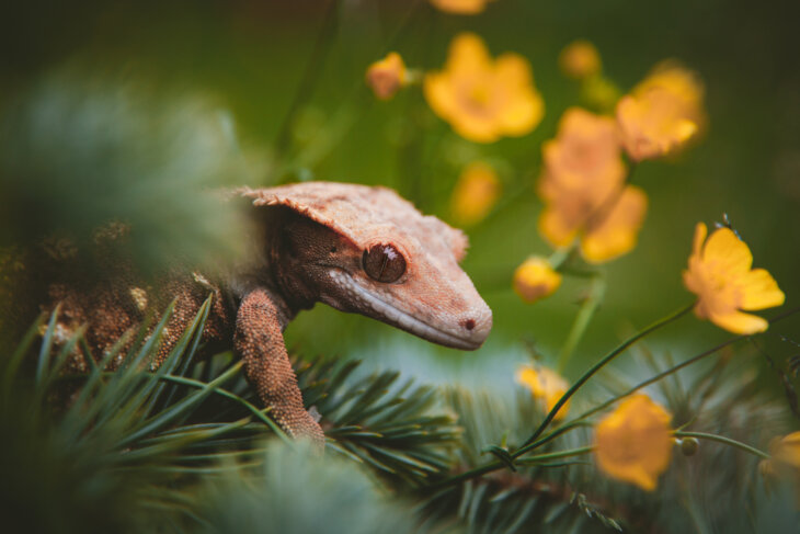 can crested geckos live with bearded dragons?