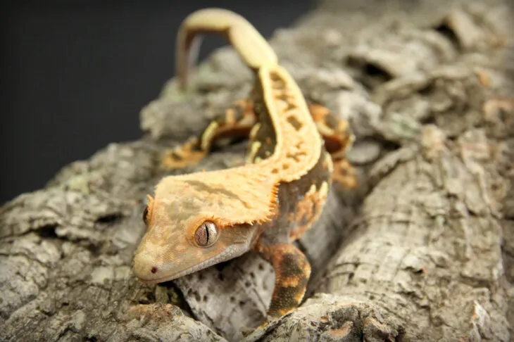 What is FTS in crested geckos?