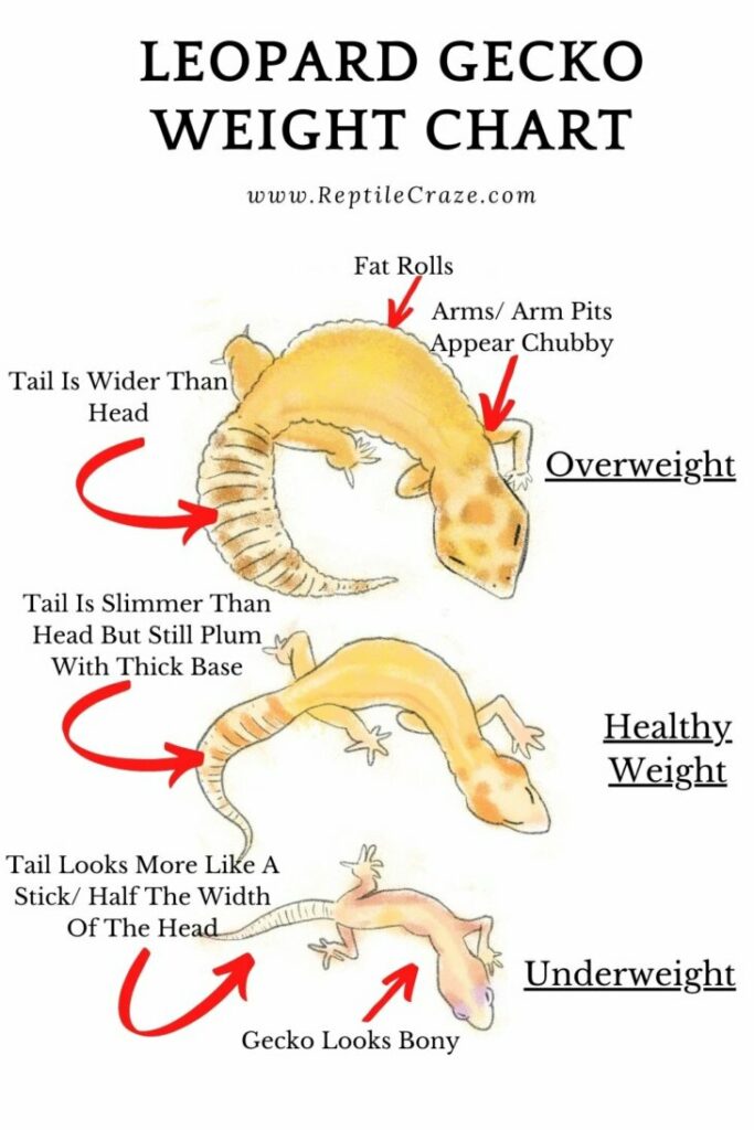leopard gecko weight chart