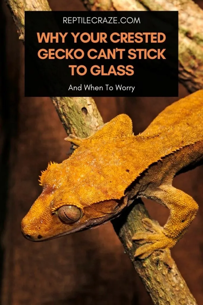 Why can't my crested gecko stick to glass?