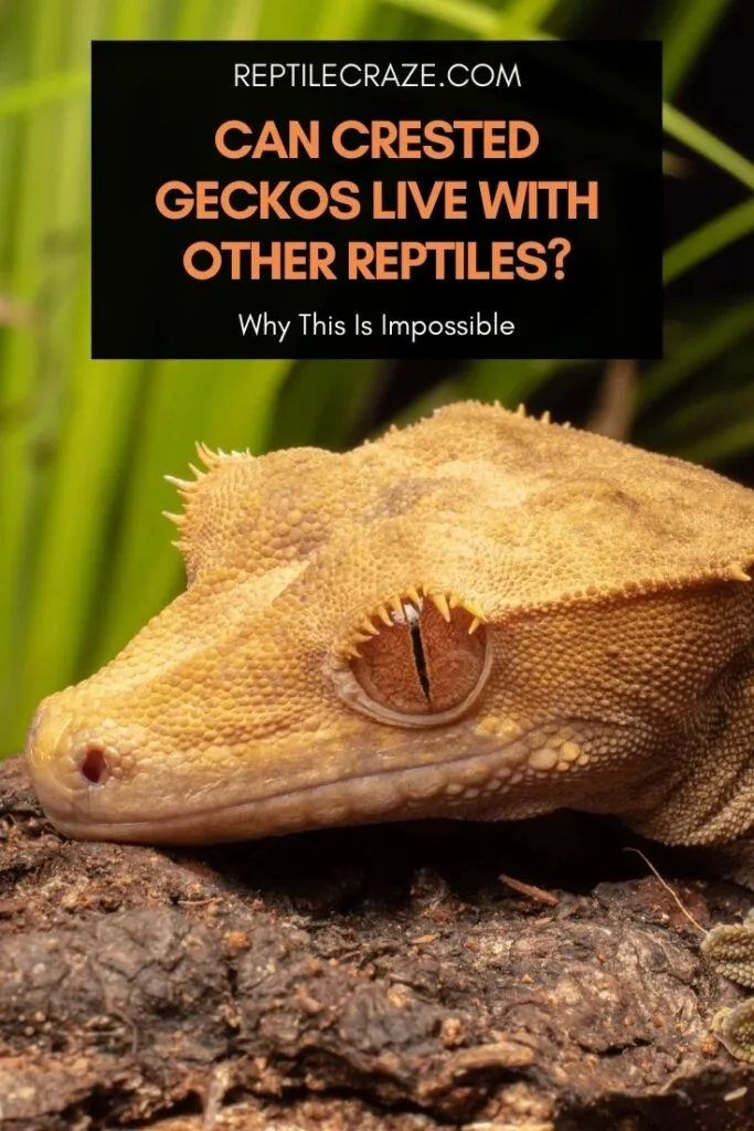 can crested geckos live with other reptiles?