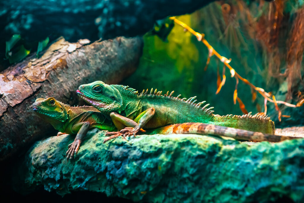 can chinese water dragons swim?