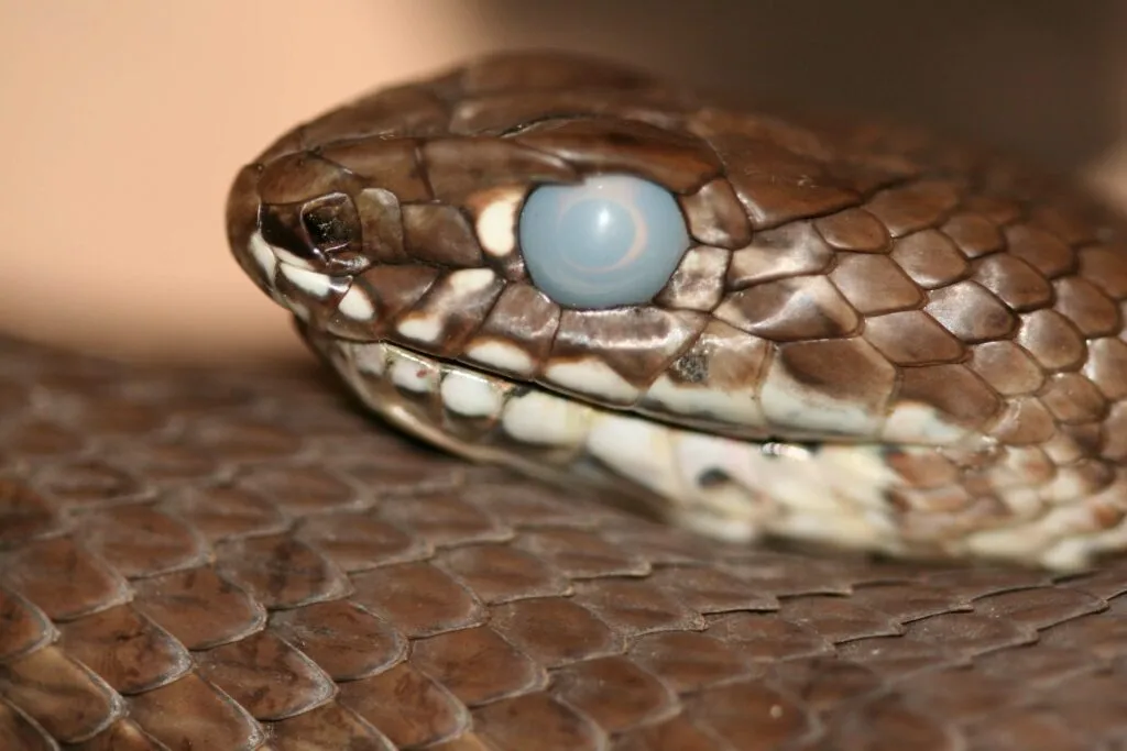 why are my snake's eyes cloudy?