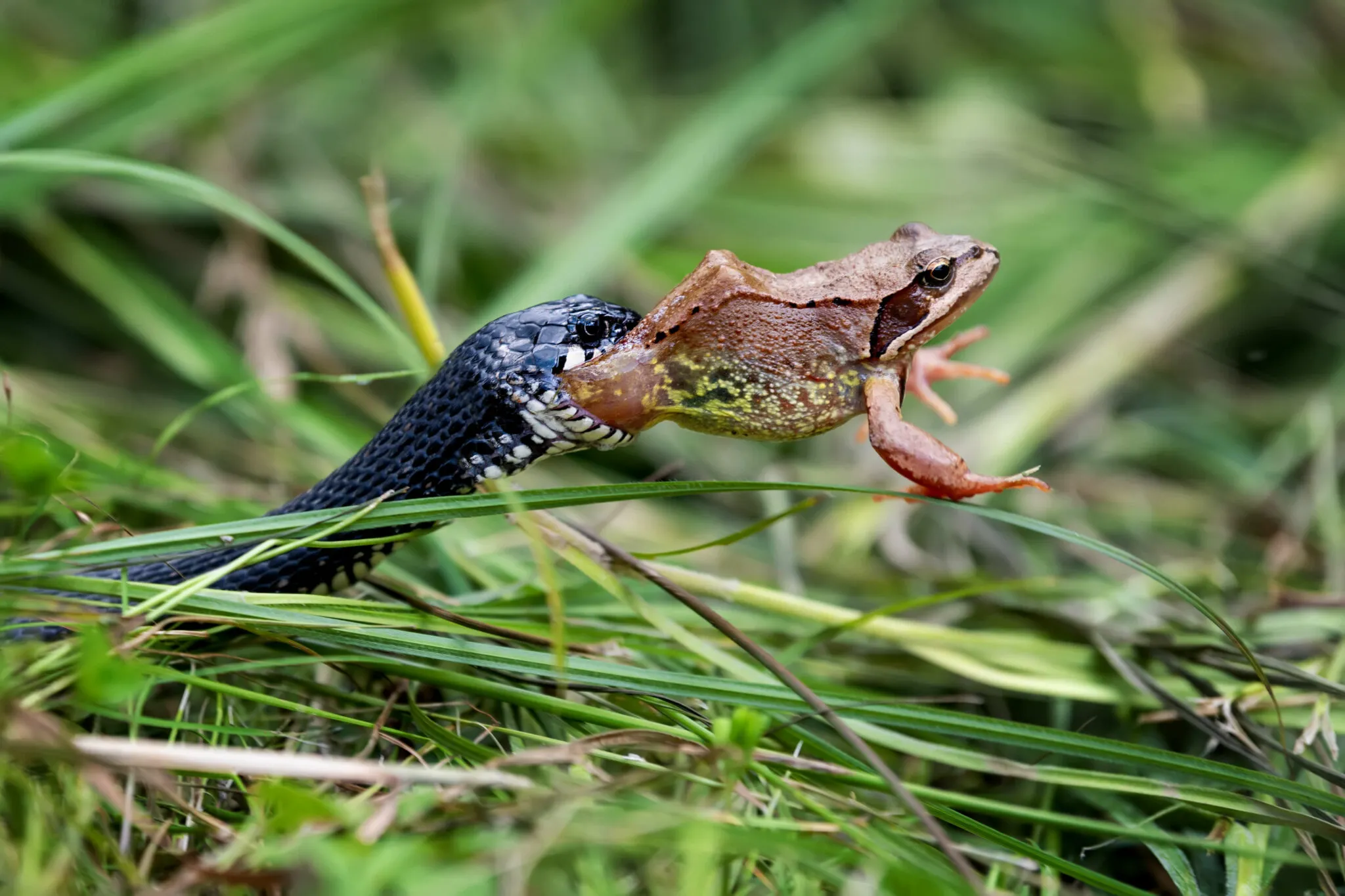 photo of a snake and prey -frog