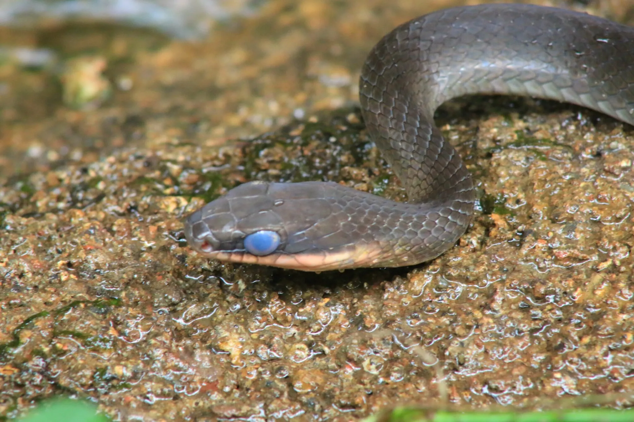 can snakes digest fur?