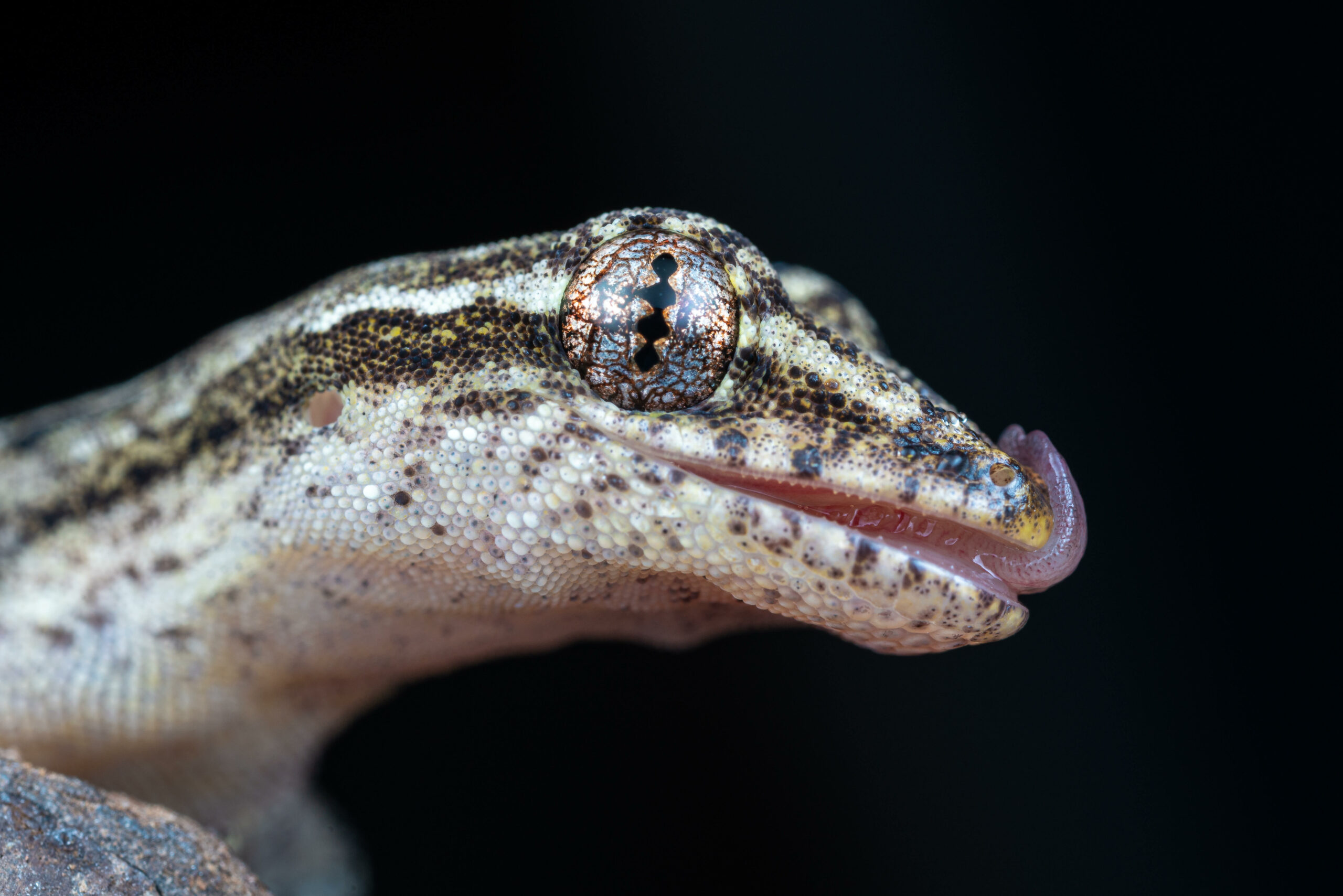 Mourning Gecko Diet What And How Often To Feed Them Reptile Craze