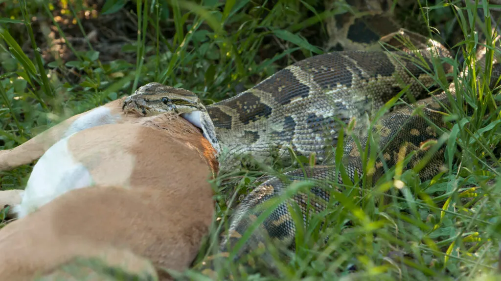 how often do snakes poop?