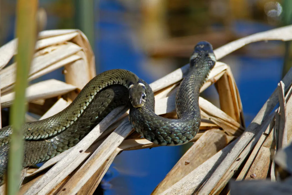 sexual dimorphism in snakes