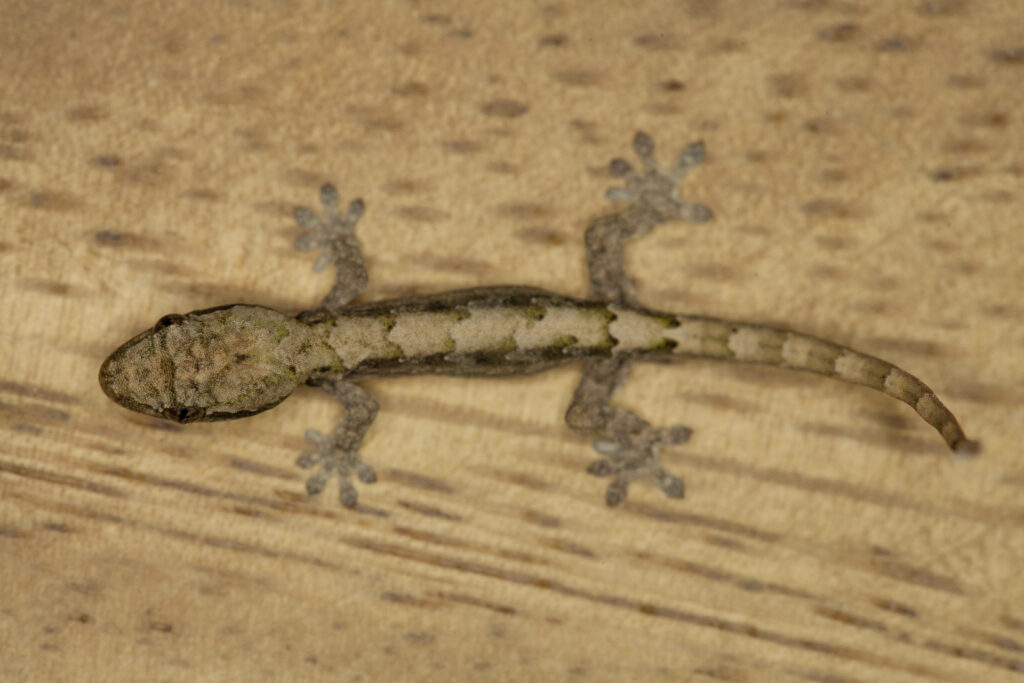 mourning gecko hatchling care