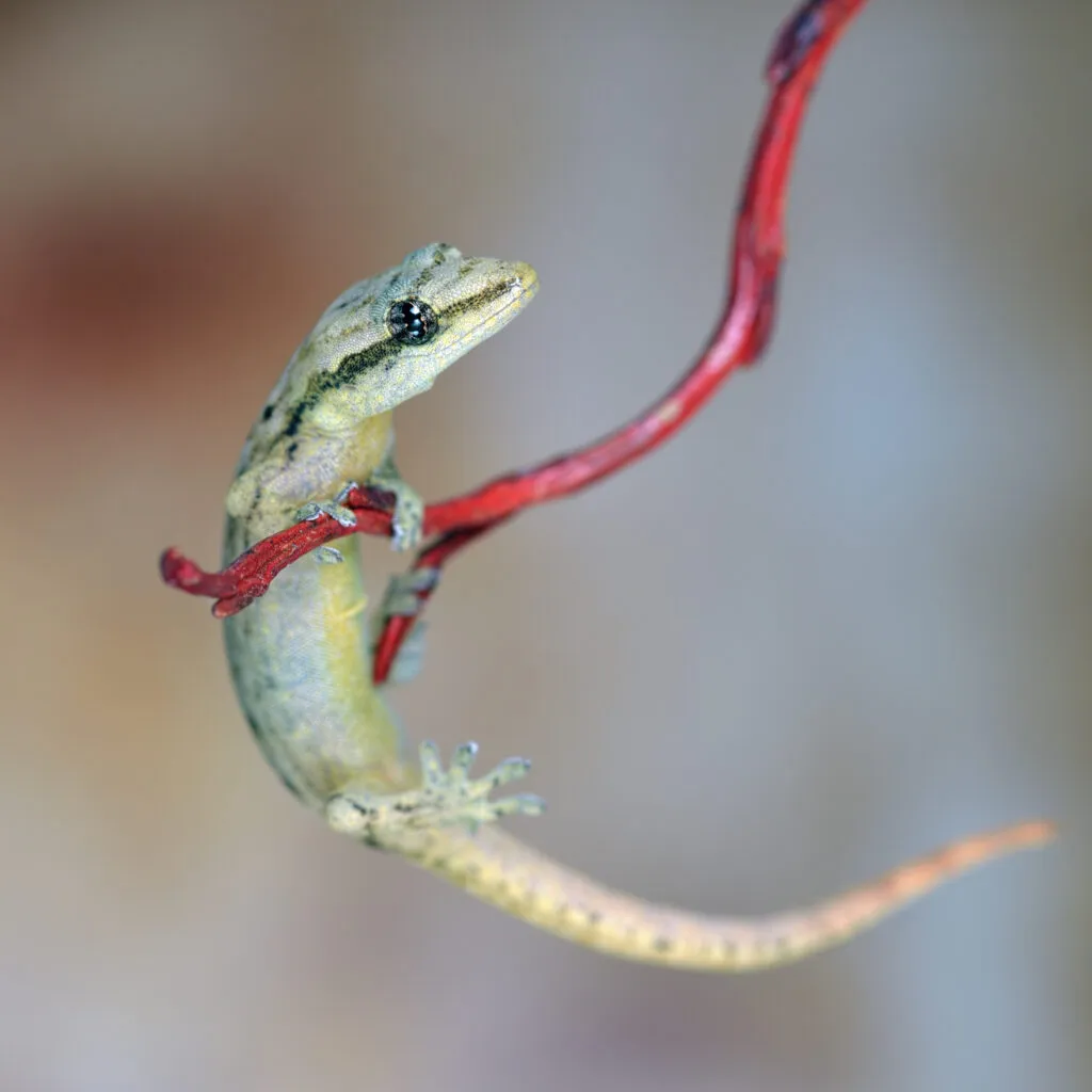 can mourning geckos live together?