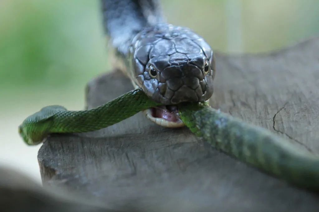 The Ultimate Snake Poop Guide – Reptile Craze