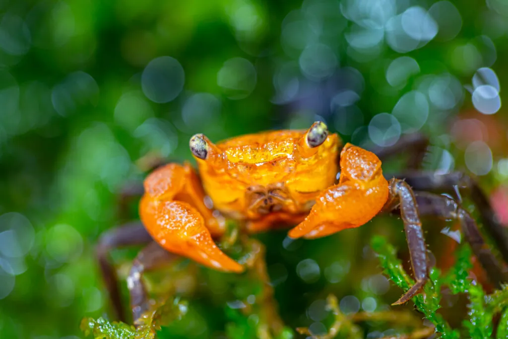 can mourning geckos live with crabs