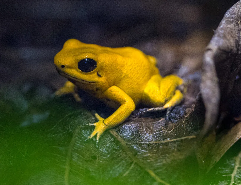 can mourning geckos live with dart frogs?