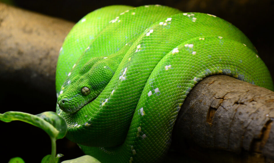 How To Find Out If Your Snake Is A Boy Or A Girl - Reptile Craze