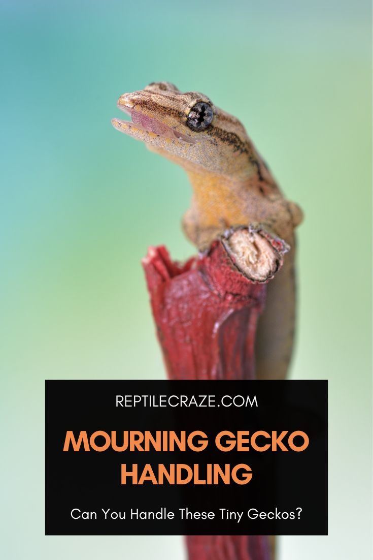 mourning gecko handling