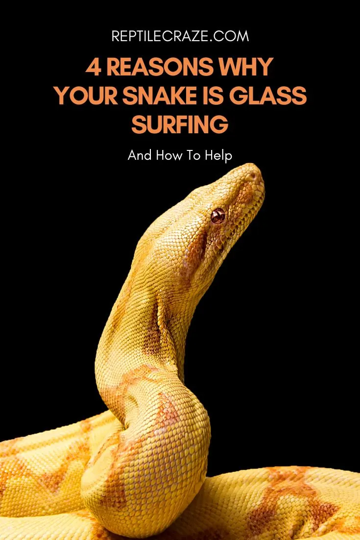 why is my snake glass surfing