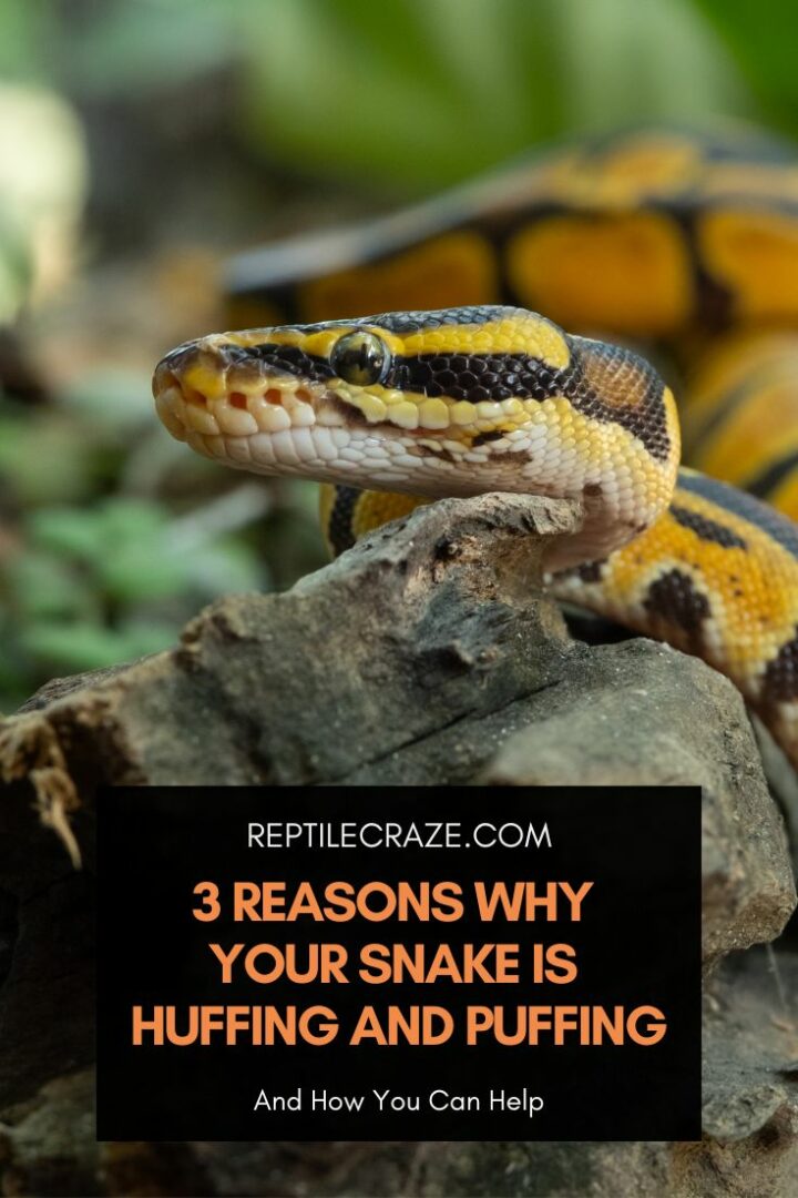 3 Reasons Why Your Snake Is Puffing And Puffing - Reptile Craze