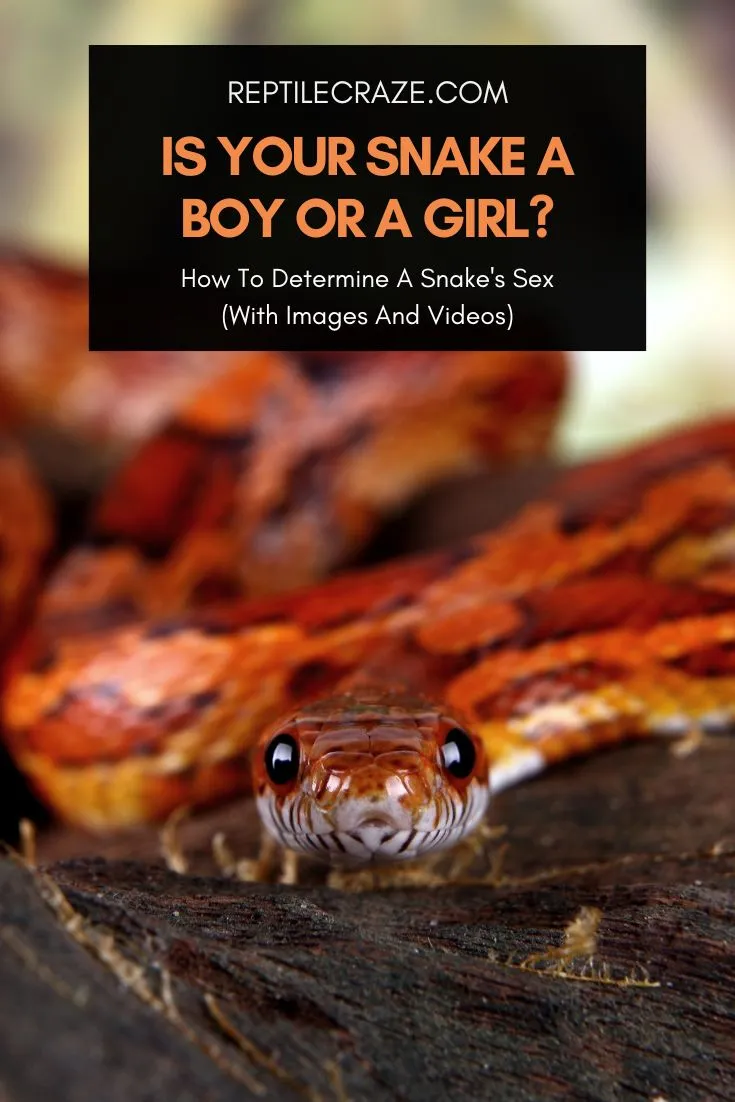 How To Find Out If Your Snake Is A Boy Or A Girl - Reptile Craze