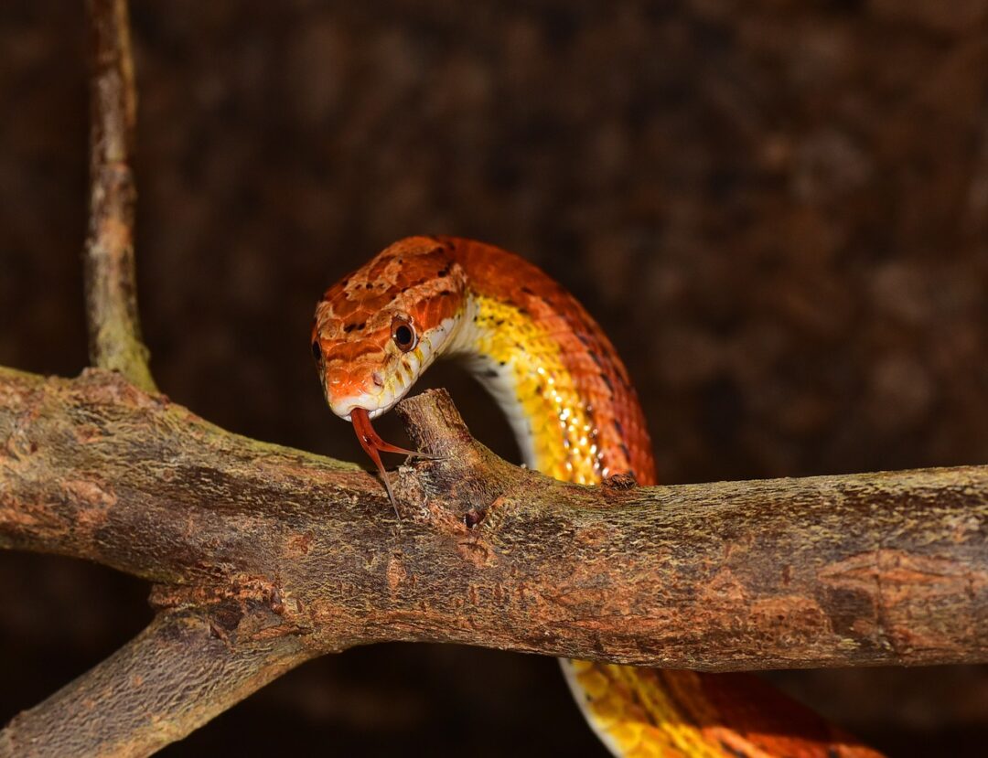 4 Reasons Why Your Snake Is Glass Surfing - Reptile Craze