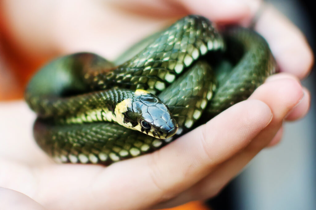 How can I make my snake less scared of me?