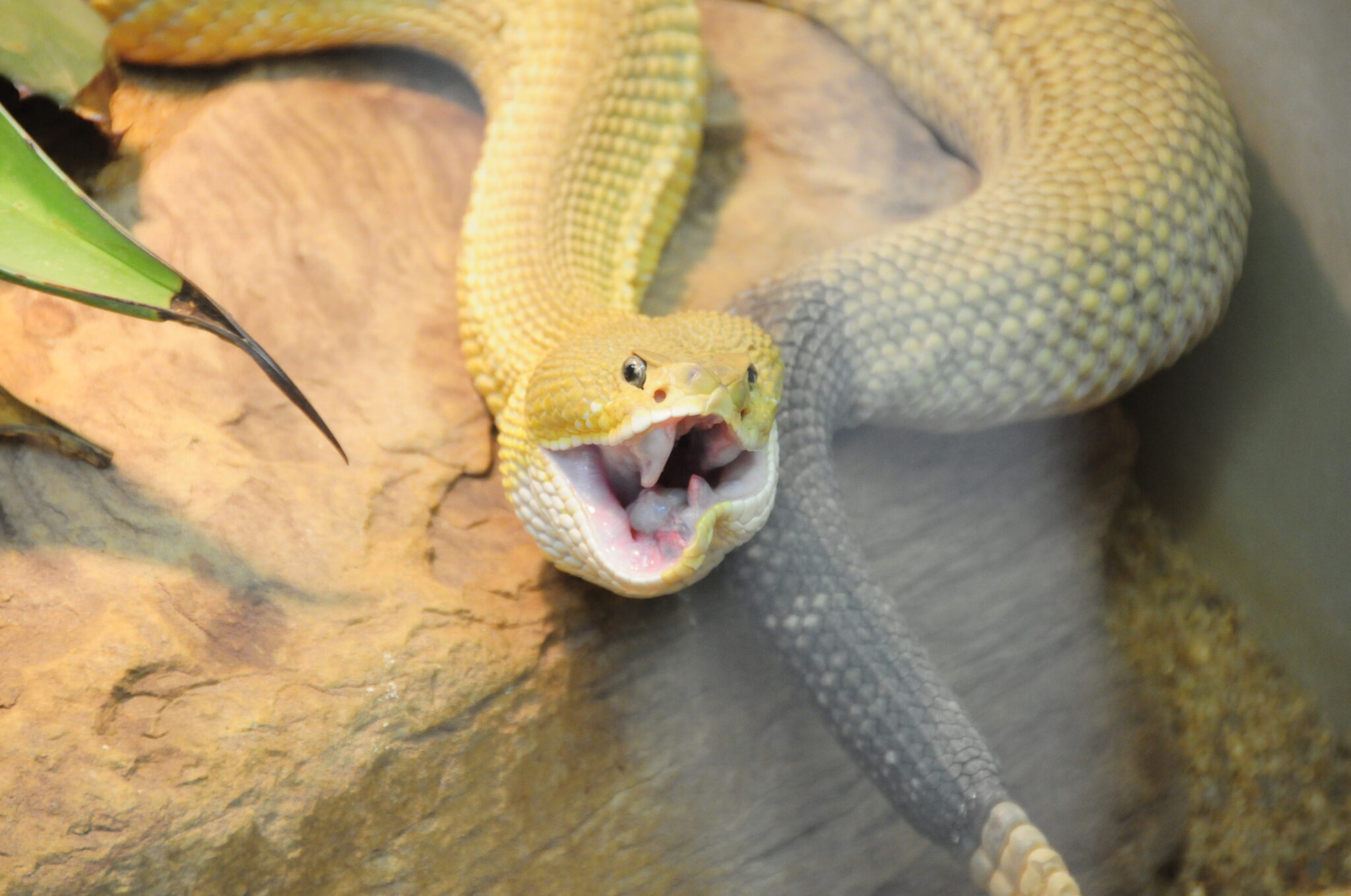 5 Reasons Why Your Snake's Mouth Is Open - Reptile Craze