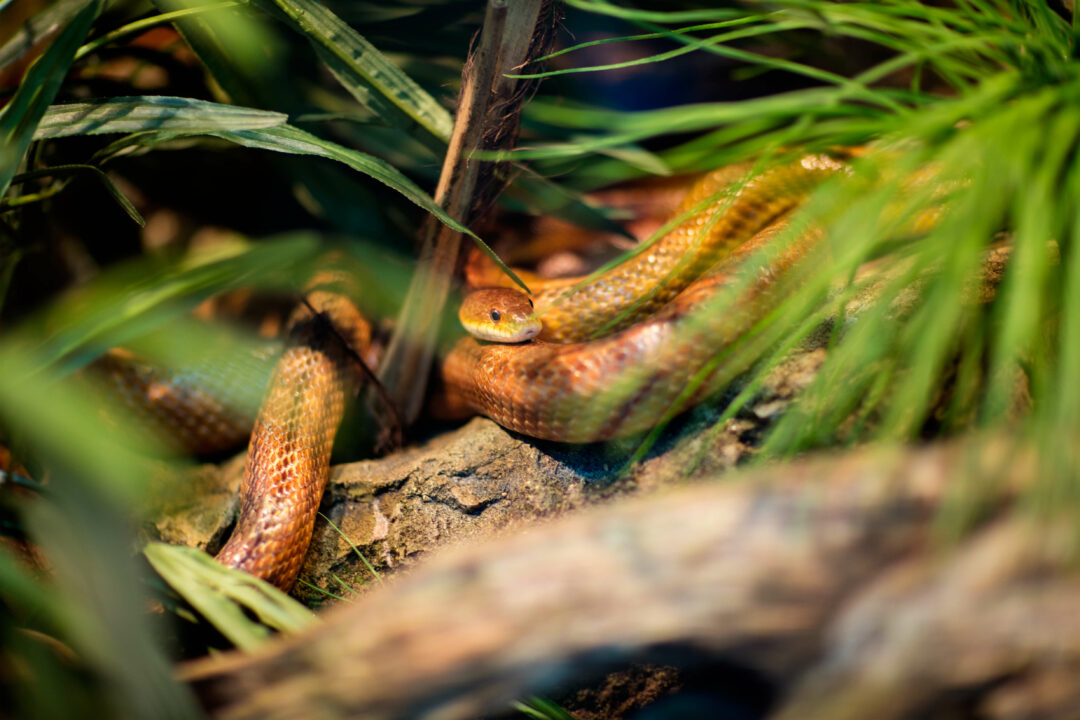 Do Snakes Need A Heat Lamp? Heat Lamps Vs Heat Mats - Reptile Craze