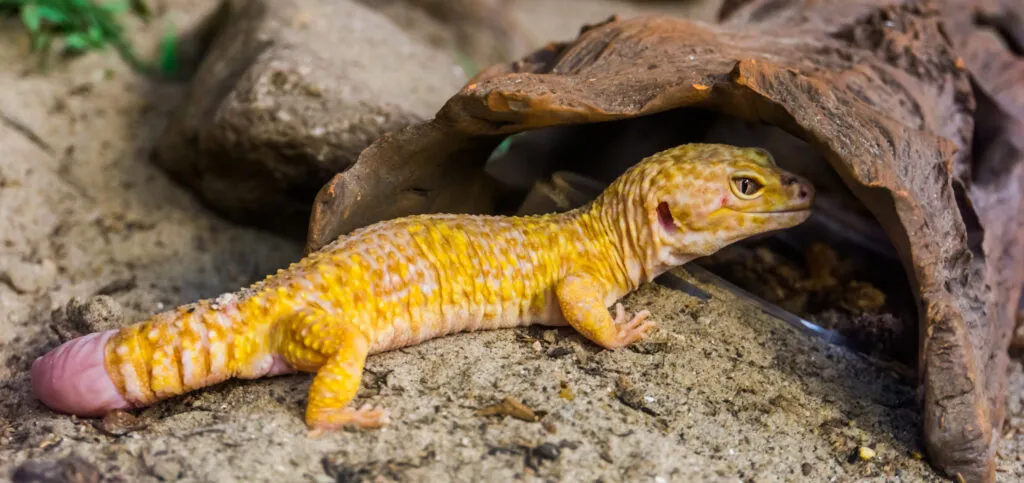 leopard gecko respiratory infection