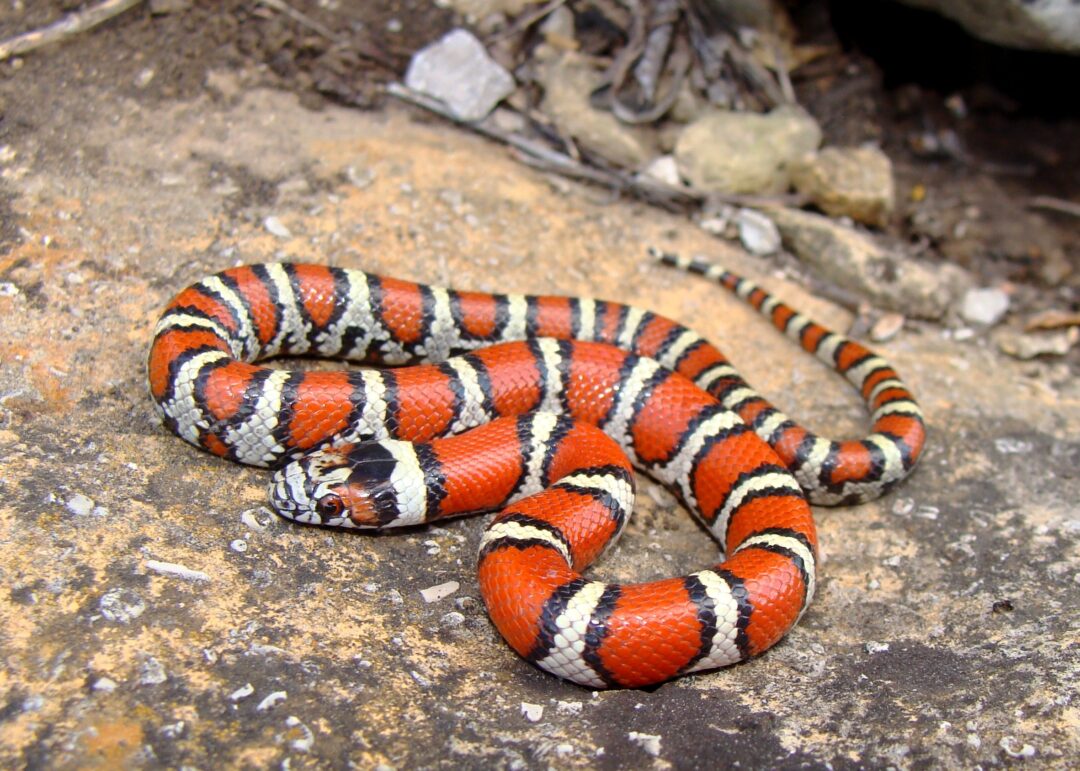 This Happens When A Snake Gets Too Cold Reptile Craze