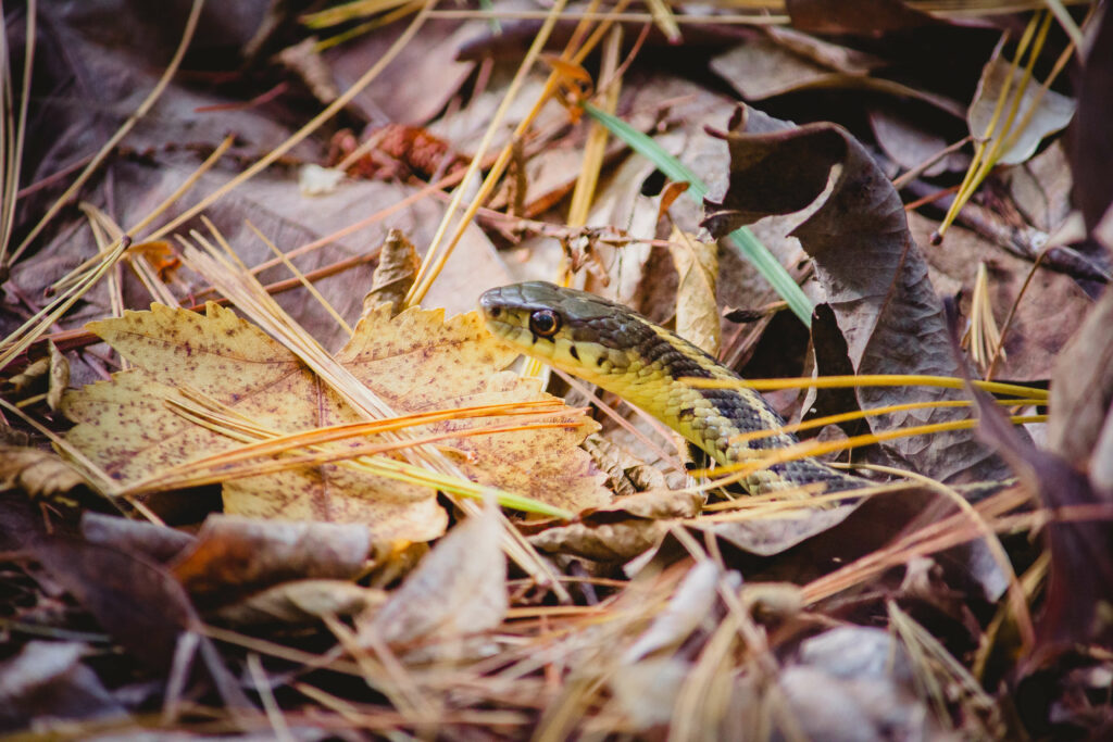 Can snakes get stuck in hides?