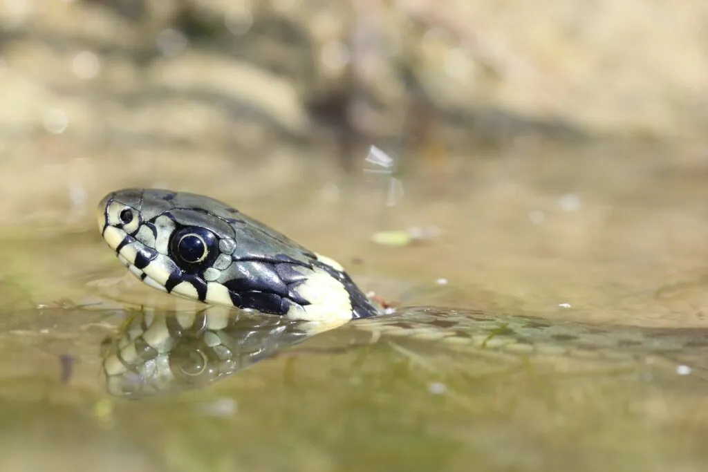 How to give a snake a bath