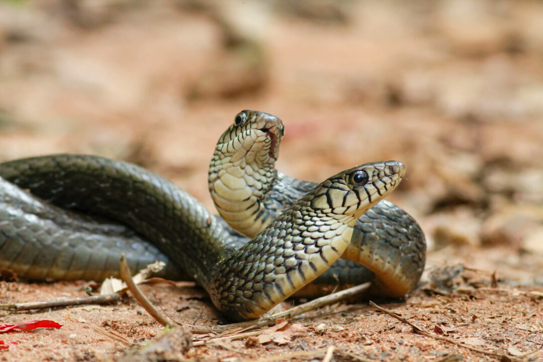 3 Non-Venomous Snakes That Look Like Cobras - Reptile Craze
