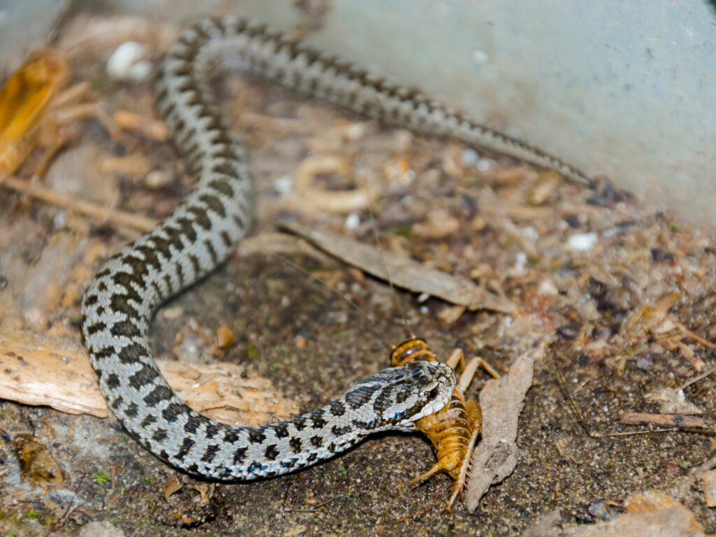 How do you stop a snake from rubbing its nose?