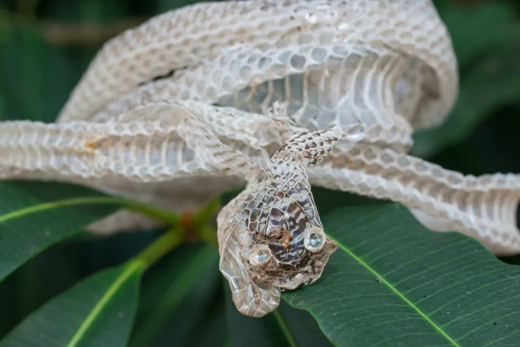 snake shedding too often