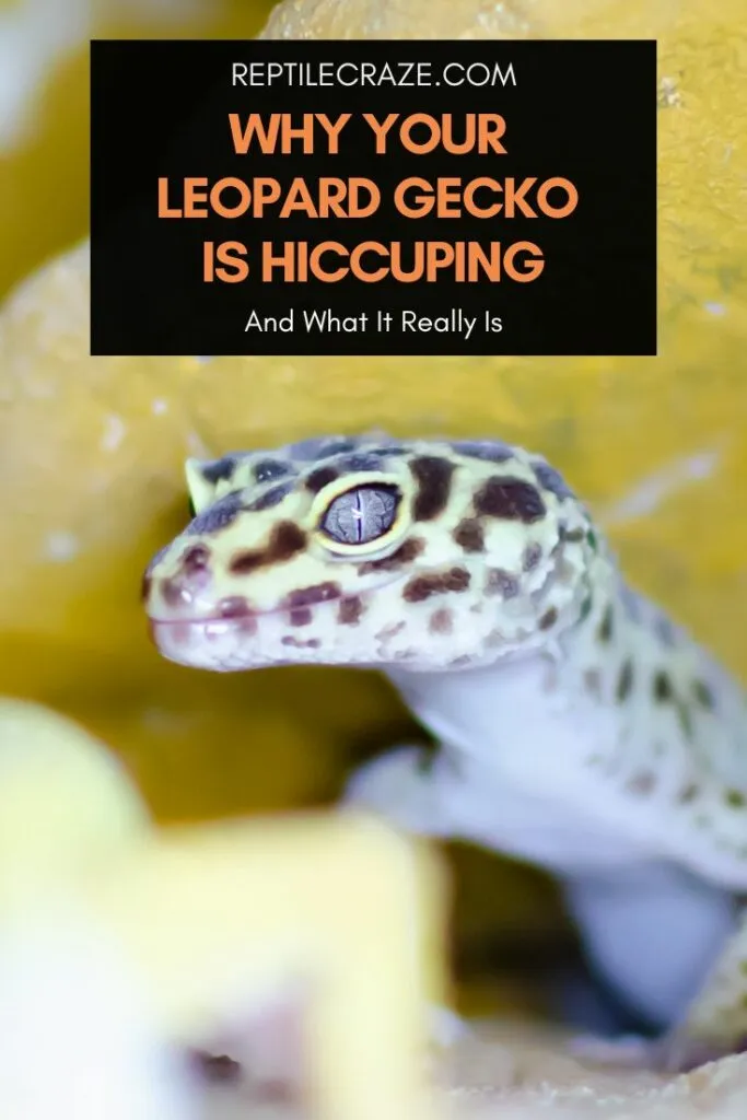 why is my leopard gecko hiccuping?