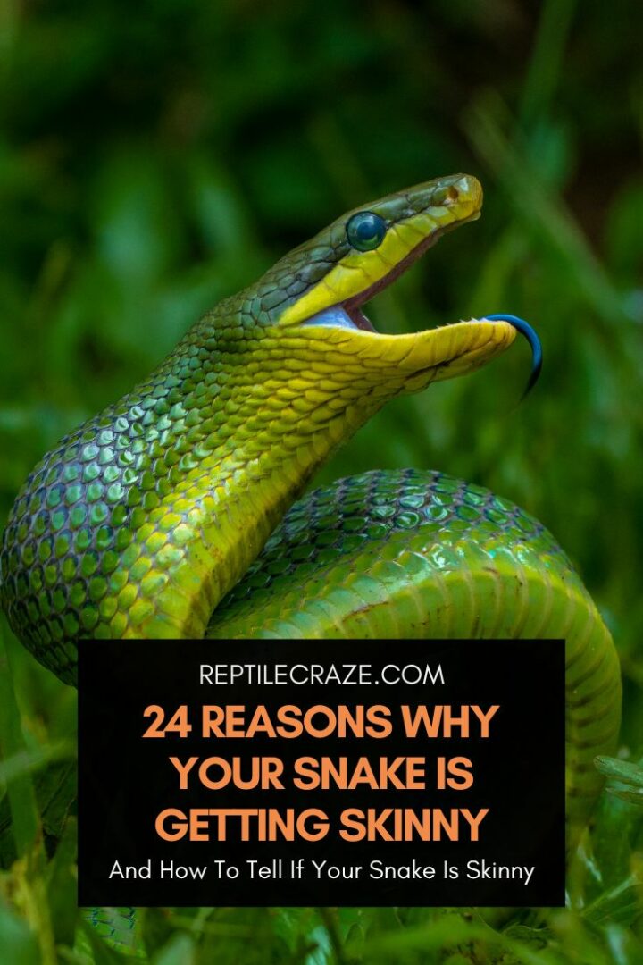 5 Reasons Why Your Snake’s Mouth Is Open - Reptile Craze