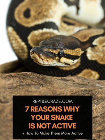 How Long Can Snakes Hold Their Breath Underwater? – Reptile Craze