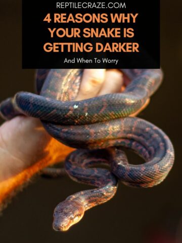 Image showcasing Why Your Snake Is Rubbing Its Face - Reptile Craze