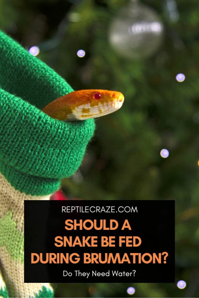 should snakes be fed during brumation?