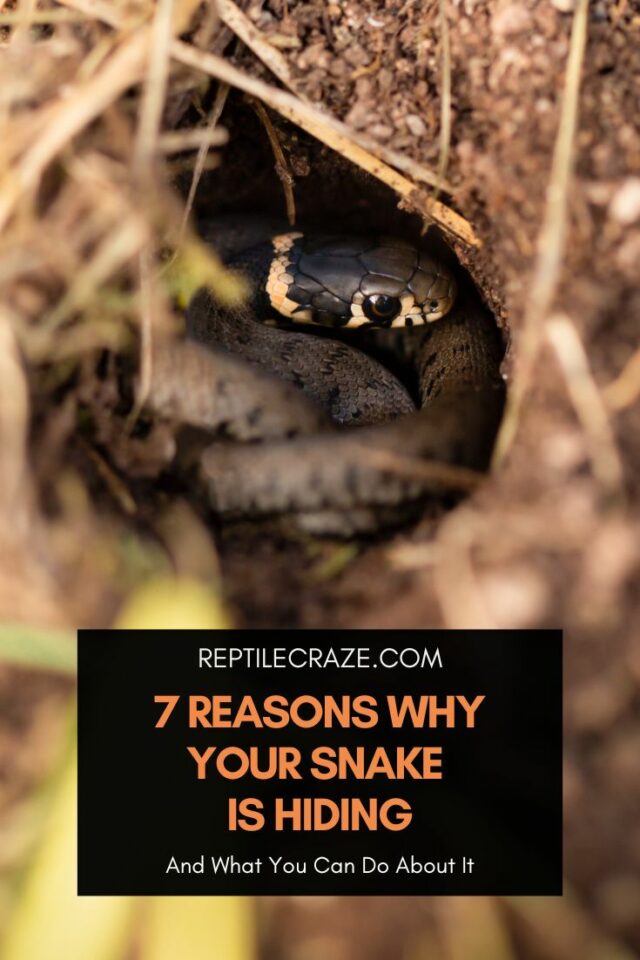 4 Reasons Why Your Snake Is Getting Darker - Reptile Craze