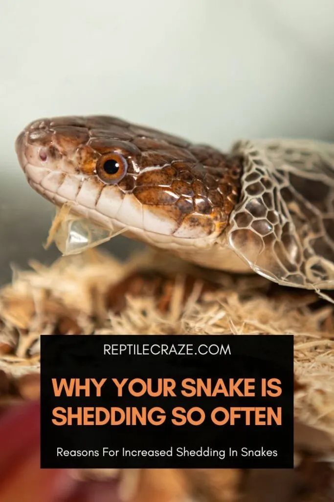 Why is my snake shedding so often?