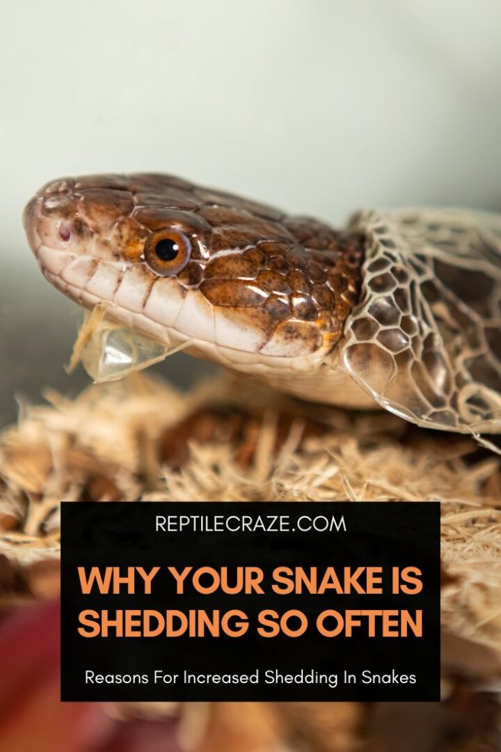 How To Find Out If Your Snake Is A Boy Or A Girl - Reptile Craze