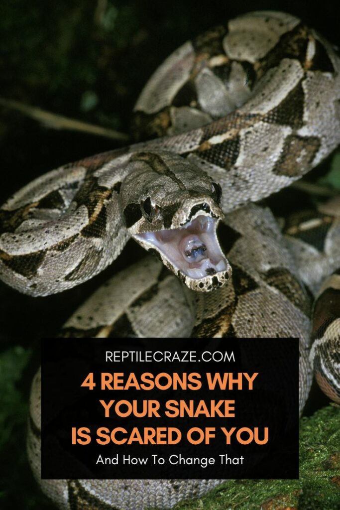 do vibrations scare snakes