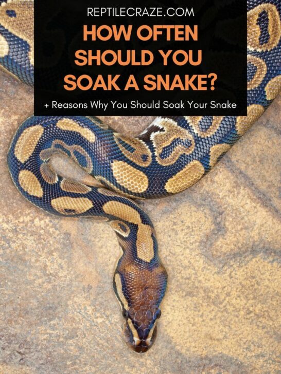 7 Reasons Why Your Snake Is Aggressive + How To Stop That – Reptile Craze