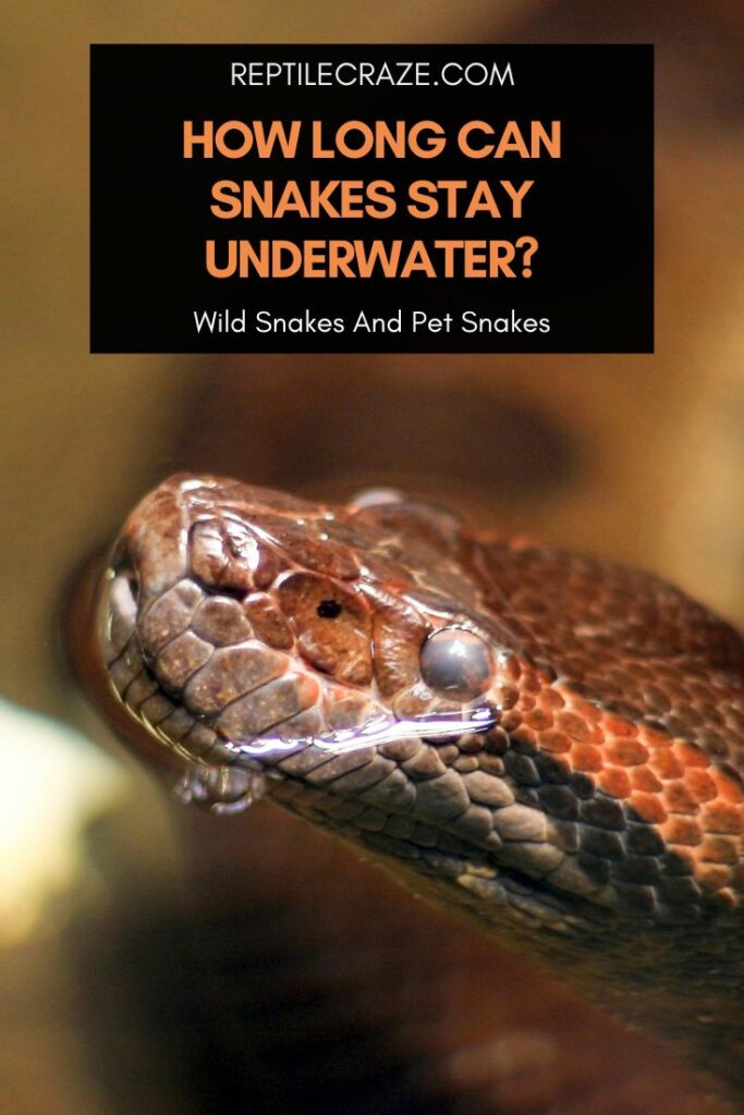 How Long Can Snakes Hold Their Breath Underwater? - Reptile Craze