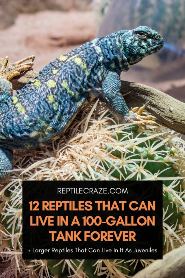 9 Reptiles That Can Live In A 55-Gallon Tank Forever - Reptile Craze