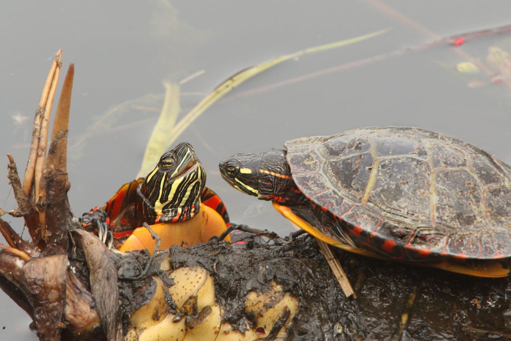 Painted Turtle