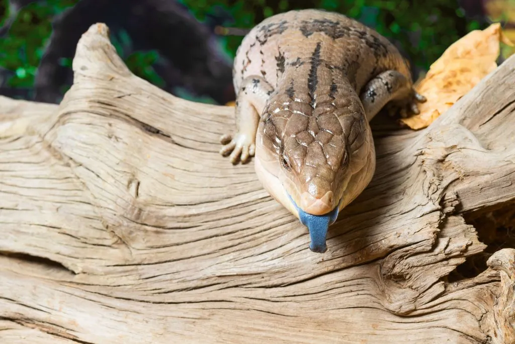 blue tongue skink diarrhea