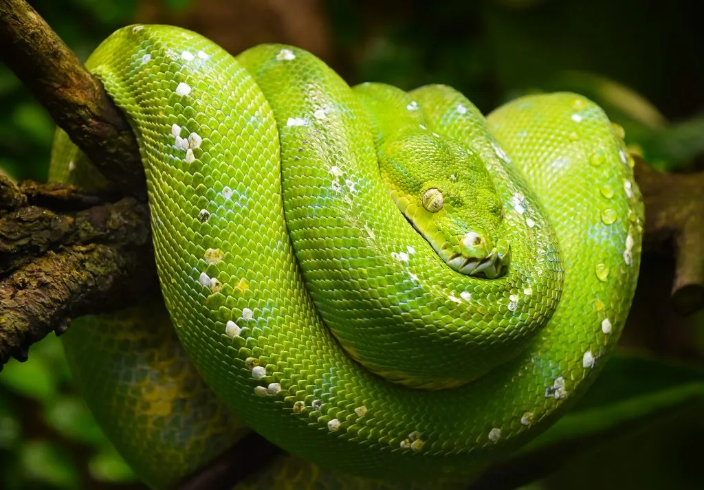 Green Tree Python