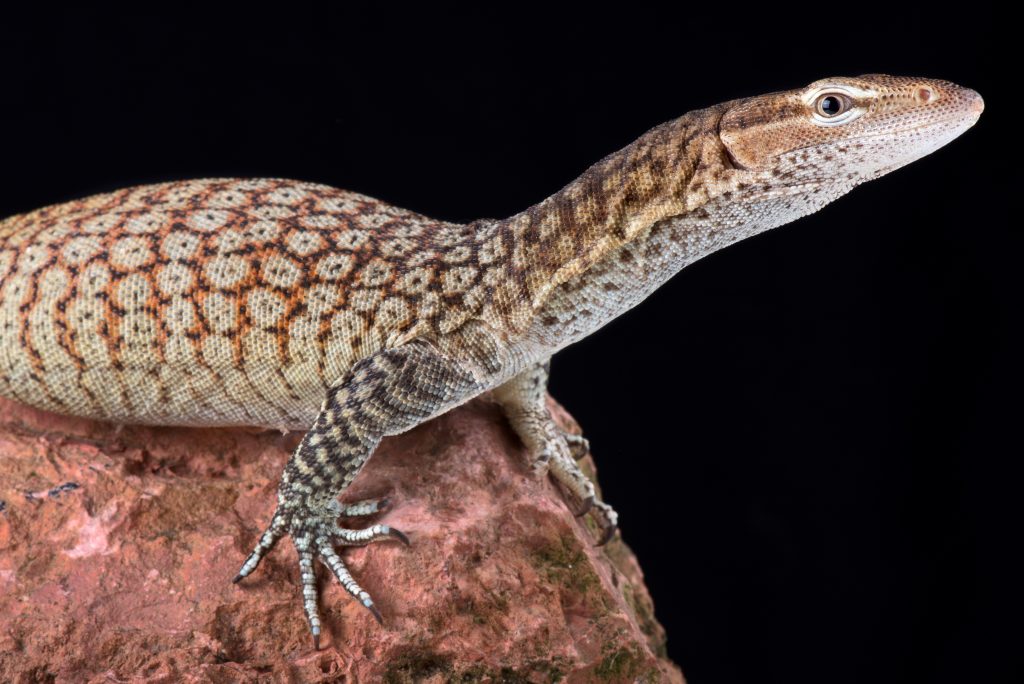 Freckled Monitor